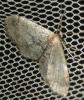 Idaea laevigata